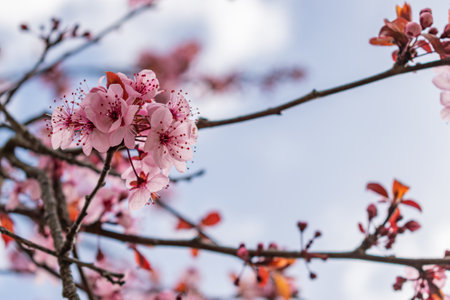 Pictured is a beautiful plum branch in full bloom against a bokeh background of a blue spring sky.の写真素材