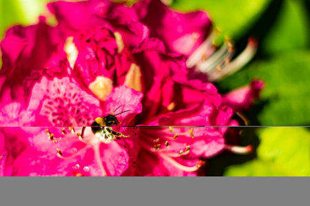 In the photo a bumblebee is seen pollinating a red flower with large petals with a blurred background.の写真素材