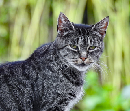 Gray cat on a background of greenery