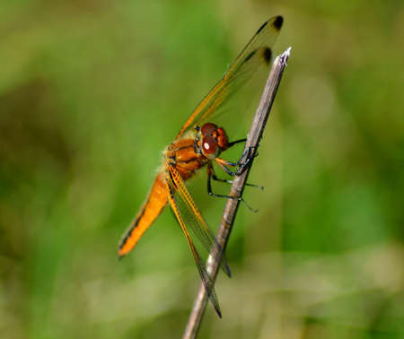 Red dragonfly on a stickの写真素材
