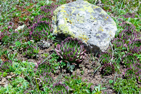 flowers, rock rose close upの写真素材