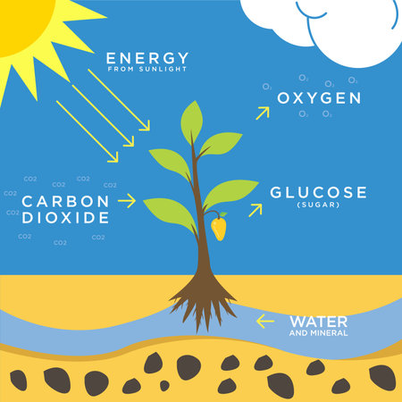 illustration of photosynthesis flat design, a system that converts Carbon dioxide into oxygenのイラスト素材