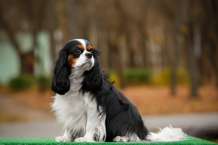 The dog breed Cavalier King Charles Spaniel brown and white close-upの写真素材