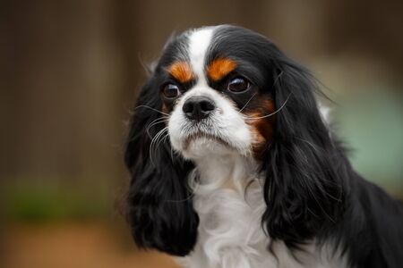 The dog breed Cavalier King Charles Spaniel brown and white close-upの写真素材
