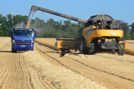 KYIV REGION, UKRAINE - July 02, 2022: A combine harvester unloads grain onto a truck during harvest in a wheat field. Harvesting in 2022 during the war became a particularly important topic for Ukraine, as the Russian Federation continues to steal grain iのeditorial素材