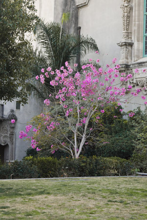 purple tree