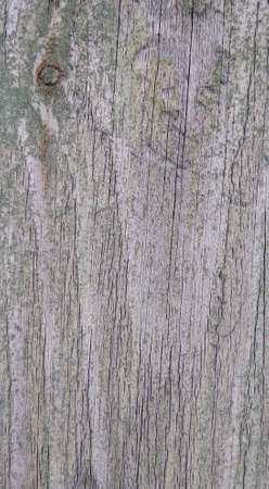 Old gray wooden Board with a knotの写真素材