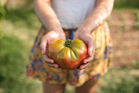 Harvest time of organic fruits and vegetables in the garden.