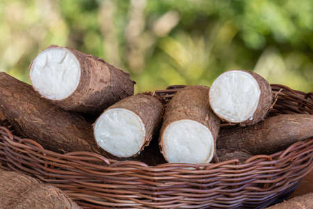Fresh Cassava root on wooden table with blurred garden background. Copy spaceの写真素材