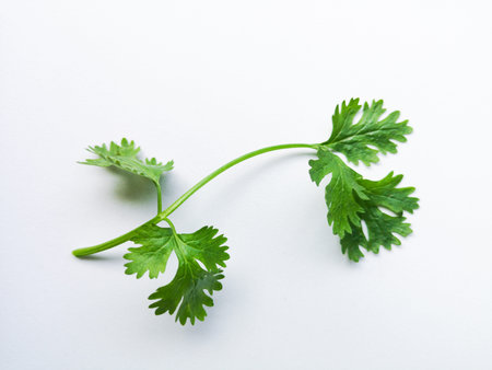 Coriander leaves isolated on white background. Space copy