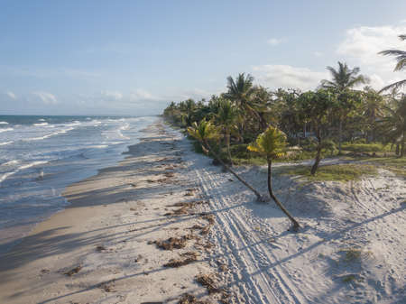 Drone aerial view deserted beach with coconut trees. Ilheus Bahia Brazilの写真素材
