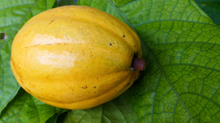 Yellow cocoa fruit isolated on green leafの写真素材