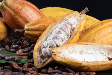 Detail of cut cocoa fruits and raw cocoa beans.の写真素材