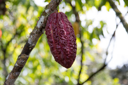 A cocoa tree with cocoa pods at cocoa plantation. IlhÃ©us, southern Bahia, Brazil.の写真素材