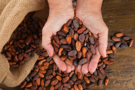 Hands holding freshly harvested raw cocoa beans over a bag with cocoa beans.の写真素材