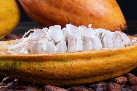 Detail of cut cocoa fruits and raw cocoa beans.の写真素材