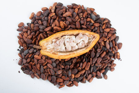 Cocoa fruit cut with raw cocoa beans on a white background.の写真素材