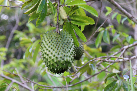 Green soursop or Prickly Custard Apple on tree.