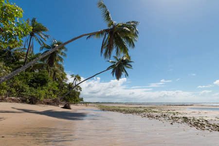 Tropical beach with sloping coconut palms on Boipeba Island Bahia Brazil.の写真素材