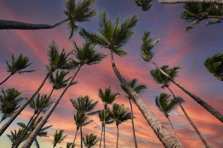 Tropical landscape with coconut trees and blue sky in the background.