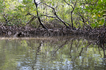View of the roots of tropical mangrove vegetation.