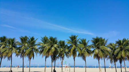 Coconut trees on Copacabana beach Rio de Janeiro Brazil.の写真素材