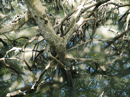 Natural mangrove vegetation with roots.