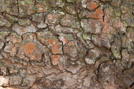 Background with wood texture of the tree trunk