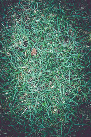 Background with green grass ground textureの写真素材