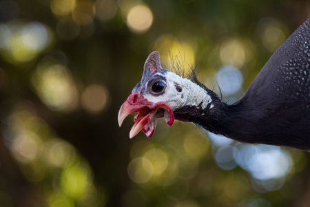 guinea fowl isolated with blurred background..