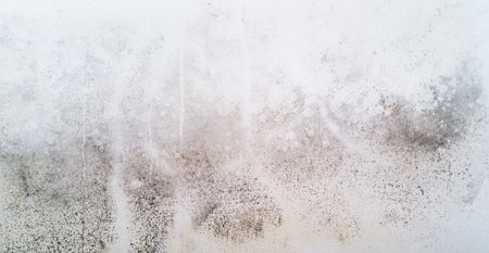 White wall with mold. Fungus on white background. Mold on white background.