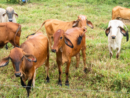 Oxen and cows grazing in a rural Brazilian farm.の写真素材