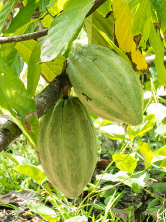 Cocoa farm in Southern Bahia Brazil. Green fruit on the cocoa tree.の写真素材