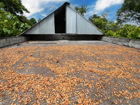 Cocoa pods drying on barge at cocoa farm..の写真素材