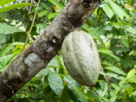 Cocoa farm in Southern Bahia Brazil. Green fruit on the cocoa tree.の写真素材