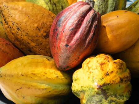 Ripe cocoa fruits in bowl on the table. tropical fruits.の写真素材