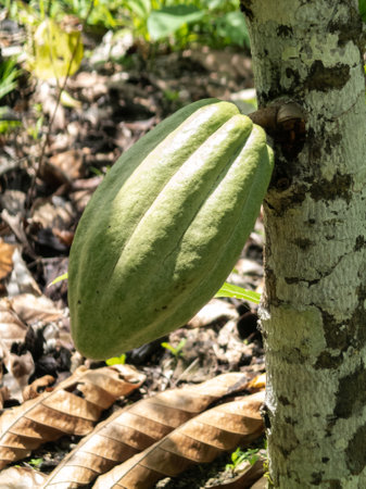 Cocoa farm in Southern Bahia Brazil. Green fruit on the cocoa tree.の写真素材