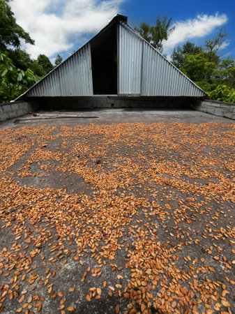 Cocoa pods drying on barge at cocoa farm..の写真素材
