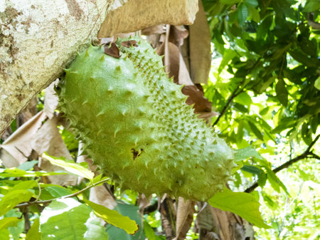 Green fresh tropical fruit Soursop or Annona muricata or Sirsak.の写真素材