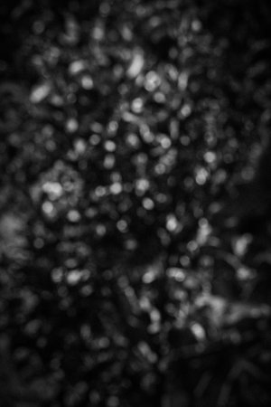 Background blurred vegetation texture in black and white.の写真素材