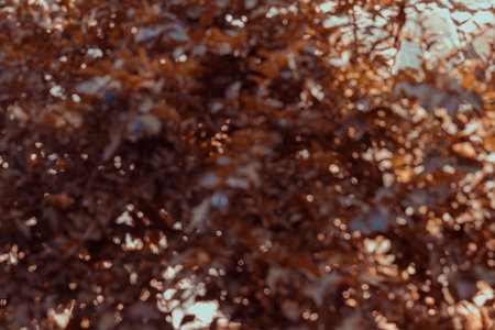 Texture background with blurred autumn vegetation.の写真素材