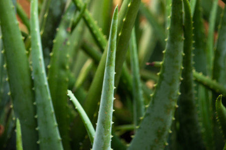 Background texture with blurred Aloe Vera vegetation.の写真素材