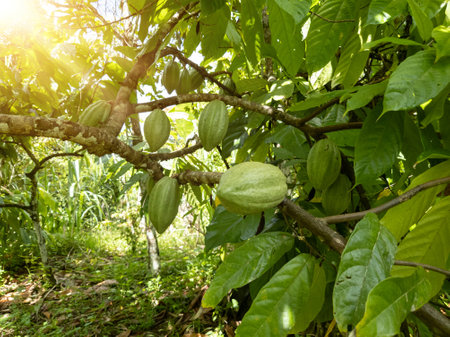 A view of a cacao plantation in southern Bahia Brazil.の写真素材