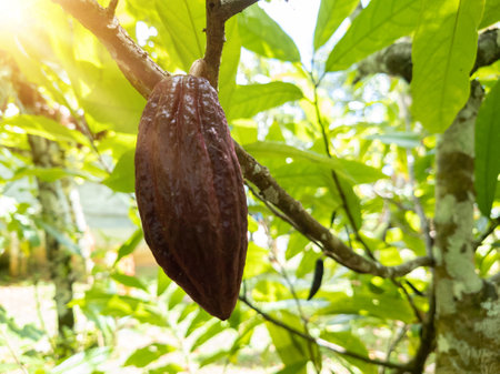 A view of a cacao plantation in southern Bahia Brazil.の写真素材