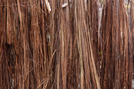 Texture of natural piassava straw.の写真素材
