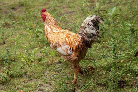 Free-range chicken in a pasture with natural grass.の写真素材