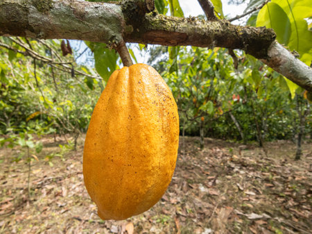 Cacao tree with fruits planted on farm in Ilheus, Bahia, Brazil.の写真素材