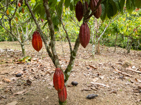 Cacao tree with fruits planted on farm in Ilheus, Bahia, Brazil.の写真素材