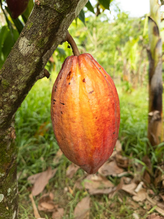 Cacao tree with fruits planted on farm in Ilheus, Bahia, Brazil.