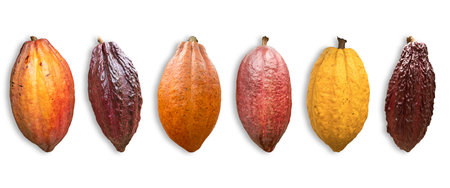 Different varieties and colors of cocoa fruit isolated on white background..の写真素材